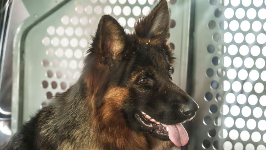 NCIS: Origins season 2, episode 14 gives Gary Callahan his hero&nbsp;moment