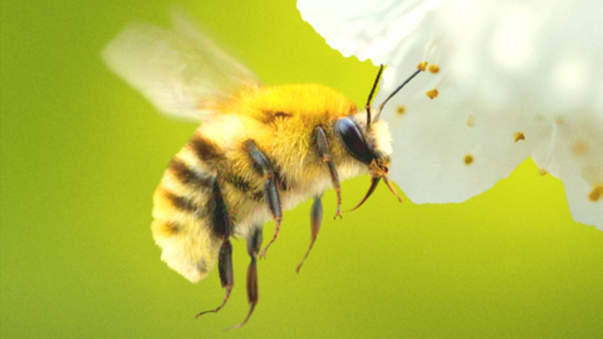 Bertie Gregory talks surprising NatGeo viewers with docuseries Secrets of the Bees