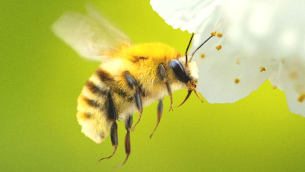 Bertie Gregory talks surprising NatGeo viewers with docuseries Secrets of the&nbsp;Bees