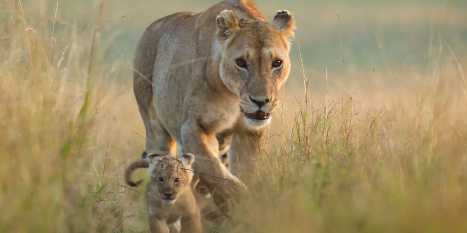 Lion Director Faith Musembi Reflects On The “Mindblowing” Four-Year-Long Shoot For The NatGeo Documentary